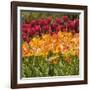 Tulip Beds at Longwood Garden Spring-Richard T. Nowitz-Framed Photographic Print