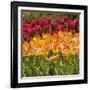 Tulip Beds at Longwood Garden Spring-Richard T. Nowitz-Framed Photographic Print