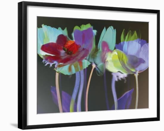 Tulip Blaze-Katja Marzahn-Framed Giclee Print