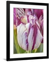 Tulip bloom, Wooden Shoe tulip farm, Woodburn, Oregon.-William Sutton-Framed Photographic Print