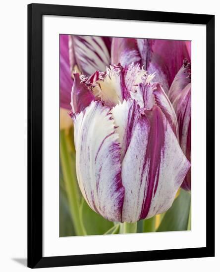 Tulip bloom, Wooden Shoe tulip farm, Woodburn, Oregon.-William Sutton-Framed Photographic Print