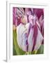 Tulip bloom, Wooden Shoe tulip farm, Woodburn, Oregon.-William Sutton-Framed Photographic Print