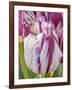 Tulip bloom, Wooden Shoe tulip farm, Woodburn, Oregon.-William Sutton-Framed Photographic Print