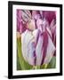 Tulip bloom, Wooden Shoe tulip farm, Woodburn, Oregon.-William Sutton-Framed Photographic Print