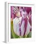 Tulip bloom, Wooden Shoe tulip farm, Woodburn, Oregon.-William Sutton-Framed Photographic Print