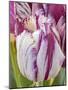 Tulip bloom, Wooden Shoe tulip farm, Woodburn, Oregon.-William Sutton-Mounted Photographic Print
