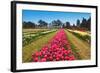 Tulip Blooming-Dole-Framed Photographic Print