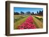 Tulip Blooming-Dole-Framed Photographic Print