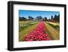 Tulip Blooming-Dole-Framed Photographic Print