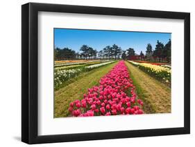 Tulip Blooming-Dole-Framed Photographic Print