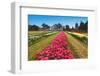 Tulip Blooming-Dole-Framed Photographic Print