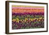 Tulip blooms, Wooden Shoe tulip farm, Woodburn, Oregon.-William Sutton-Framed Photographic Print