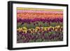 Tulip blooms, Wooden Shoe tulip farm, Woodburn, Oregon.-William Sutton-Framed Photographic Print