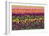 Tulip blooms, Wooden Shoe tulip farm, Woodburn, Oregon.-William Sutton-Framed Photographic Print