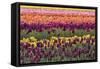 Tulip blooms, Wooden Shoe tulip farm, Woodburn, Oregon.-William Sutton-Framed Stretched Canvas