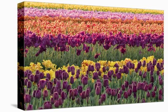 Tulip blooms, Wooden Shoe tulip farm, Woodburn, Oregon.-William Sutton-Stretched Canvas