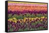 Tulip blooms, Wooden Shoe tulip farm, Woodburn, Oregon.-William Sutton-Framed Stretched Canvas