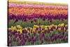 Tulip blooms, Wooden Shoe tulip farm, Woodburn, Oregon.-William Sutton-Stretched Canvas