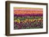 Tulip blooms, Wooden Shoe tulip farm, Woodburn, Oregon.-William Sutton-Framed Photographic Print