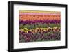 Tulip blooms, Wooden Shoe tulip farm, Woodburn, Oregon.-William Sutton-Framed Photographic Print