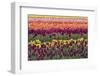 Tulip blooms, Wooden Shoe tulip farm, Woodburn, Oregon.-William Sutton-Framed Photographic Print