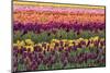 Tulip blooms, Wooden Shoe tulip farm, Woodburn, Oregon.-William Sutton-Mounted Photographic Print