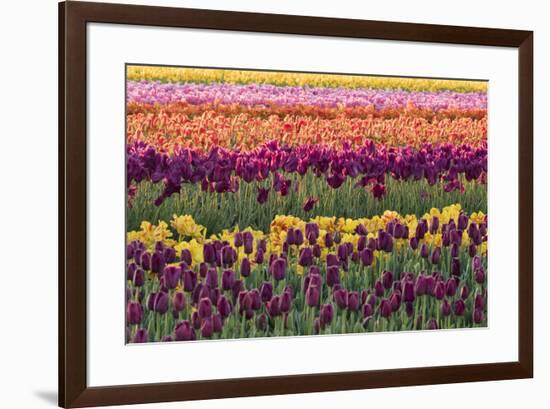 Tulip blooms, Wooden Shoe tulip farm, Woodburn, Oregon.-William Sutton-Framed Photographic Print