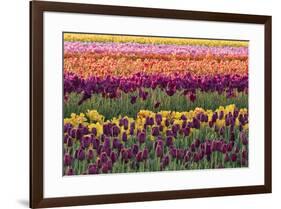 Tulip blooms, Wooden Shoe tulip farm, Woodburn, Oregon.-William Sutton-Framed Photographic Print
