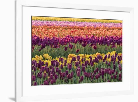 Tulip blooms, Wooden Shoe tulip farm, Woodburn, Oregon.-William Sutton-Framed Photographic Print