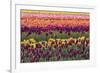 Tulip blooms, Wooden Shoe tulip farm, Woodburn, Oregon.-William Sutton-Framed Photographic Print