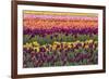 Tulip blooms, Wooden Shoe tulip farm, Woodburn, Oregon.-William Sutton-Framed Photographic Print