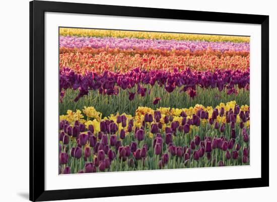 Tulip blooms, Wooden Shoe tulip farm, Woodburn, Oregon.-William Sutton-Framed Photographic Print