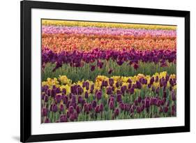 Tulip blooms, Wooden Shoe tulip farm, Woodburn, Oregon.-William Sutton-Framed Photographic Print