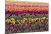 Tulip blooms, Wooden Shoe tulip farm, Woodburn, Oregon.-William Sutton-Mounted Photographic Print