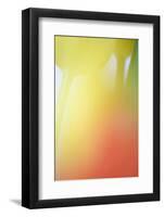 Tulip, Blossom, Close-Up-Andreas Keil-Framed Photographic Print