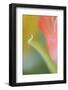 Tulip, Blossom, Close-Up-Andreas Keil-Framed Photographic Print