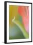 Tulip, Blossom, Close-Up-Andreas Keil-Framed Photographic Print