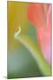 Tulip, Blossom, Close-Up-Andreas Keil-Mounted Photographic Print