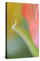 Tulip, Blossom, Close-Up-Andreas Keil-Stretched Canvas