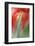 Tulip, Blossom, Close-Up-Andreas Keil-Framed Photographic Print