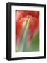 Tulip, Blossom, Close-Up-Andreas Keil-Framed Photographic Print