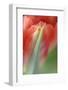 Tulip, Blossom, Close-Up-Andreas Keil-Framed Photographic Print