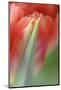 Tulip, Blossom, Close-Up-Andreas Keil-Mounted Photographic Print