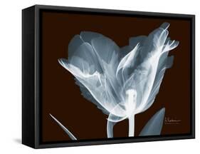 Tulip Blossom Portrait-Albert Koetsier-Framed Stretched Canvas