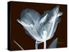 Tulip Blossom Portrait-Albert Koetsier-Stretched Canvas