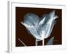 Tulip Blossom Portrait-Albert Koetsier-Framed Art Print