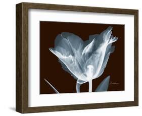 Tulip Blossom Portrait-Albert Koetsier-Framed Art Print