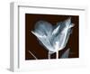 Tulip Blossom Portrait-Albert Koetsier-Framed Art Print