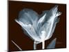 Tulip Blossom Portrait-Albert Koetsier-Mounted Art Print