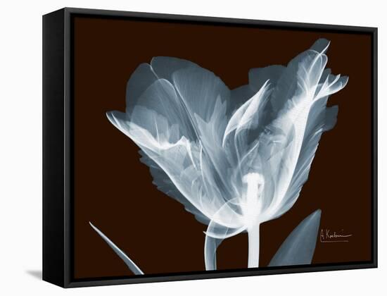 Tulip Blossom Portrait-Albert Koetsier-Framed Stretched Canvas